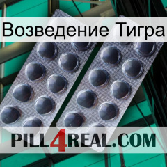 Возведение Тигра 31